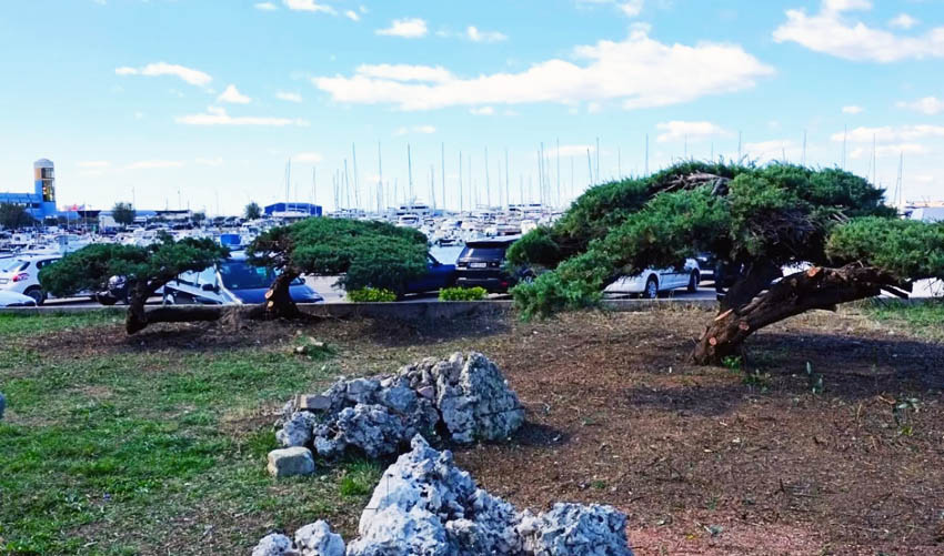juniperus 1