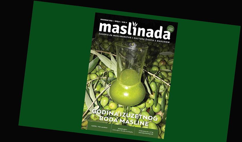 maslinada 6 