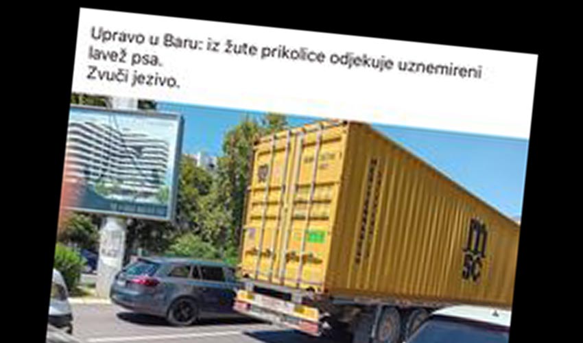 žutiii