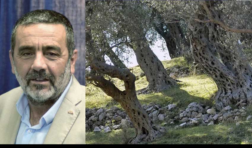 ćaz i oliv