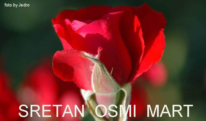 ružaa