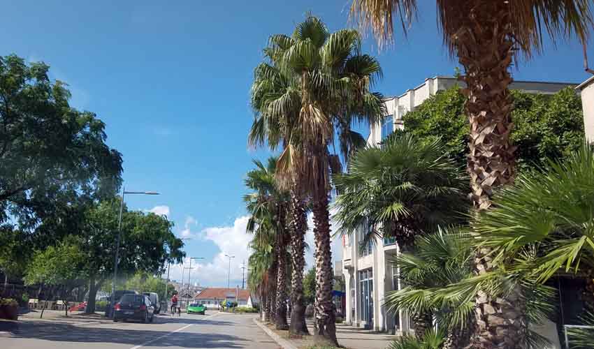 palme yu 