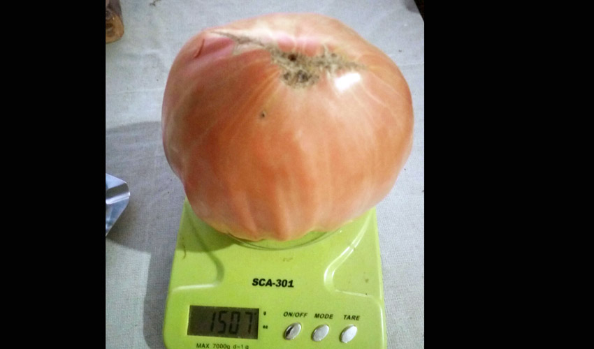pomidora a
