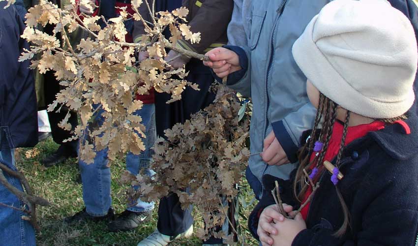 badnjak 2001