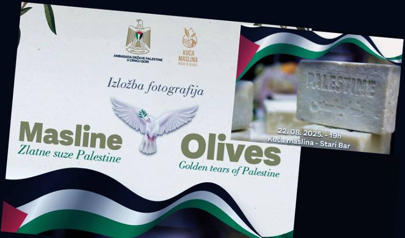 MASLINE - Zlatne suze Palestine